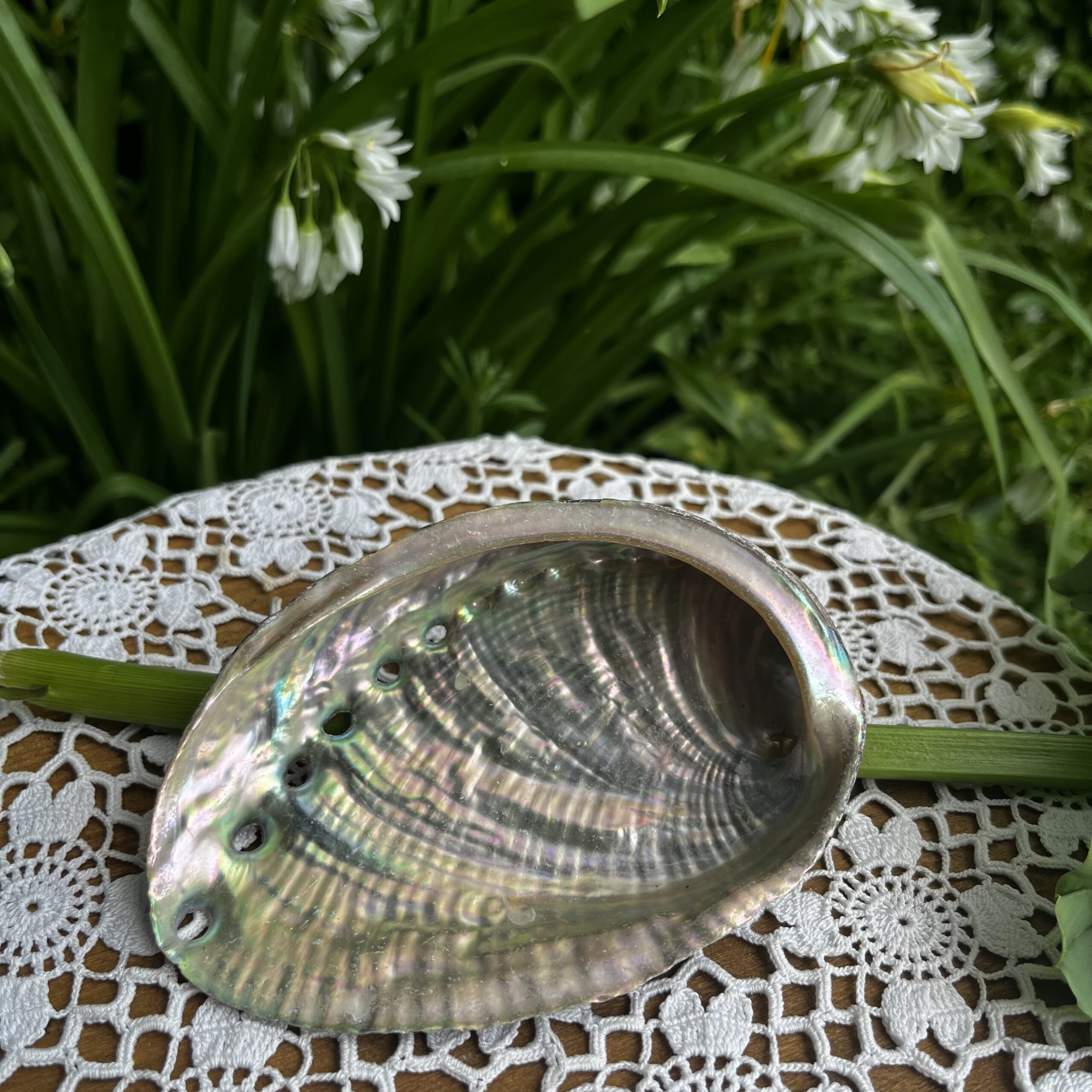 coquille d'ormeau naturelle