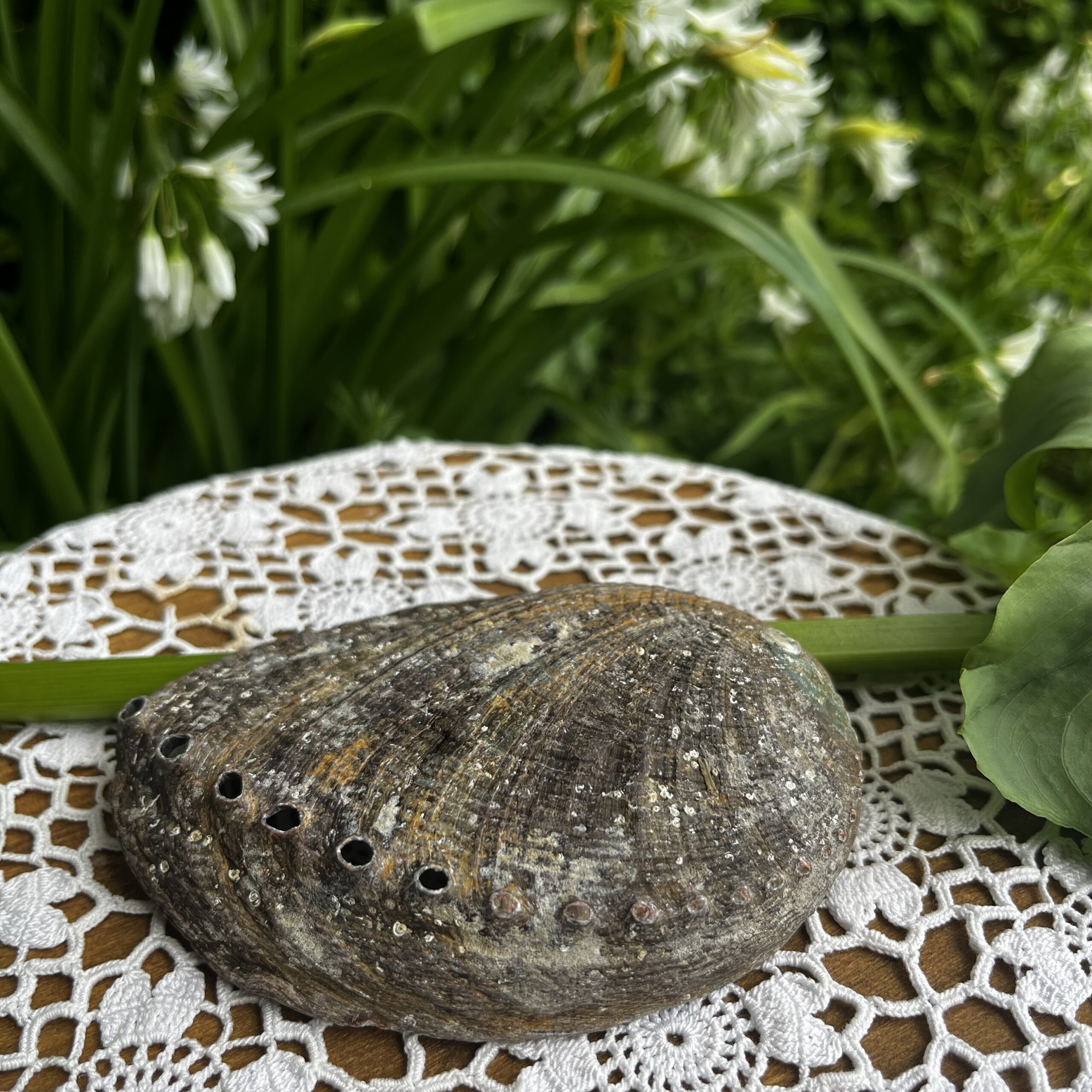 Coquille d'Ormeau đ â Image 2